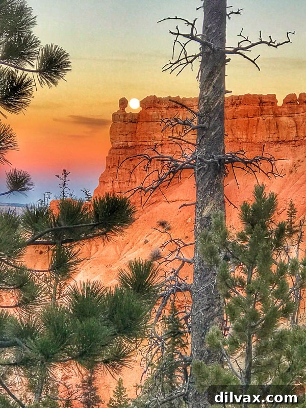 Southern Utah's Dog Friendly Fridays with Furry Friends 10 A serene full moon rising over Bryce Point in Bryce Canyon National Park, casting a soft glow over the landscape as evening approaches.