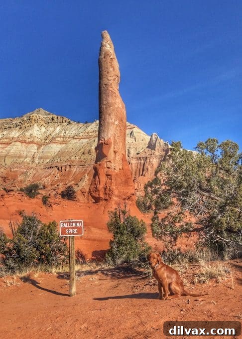 Furry Friend Friday: Pawsitively Perfect Southern Utah Adventures 12 Logan the Golden Dog in front of Ballerina Spire in Kodachrome Basin State Park, UT, a scenic dog-friendly hike.