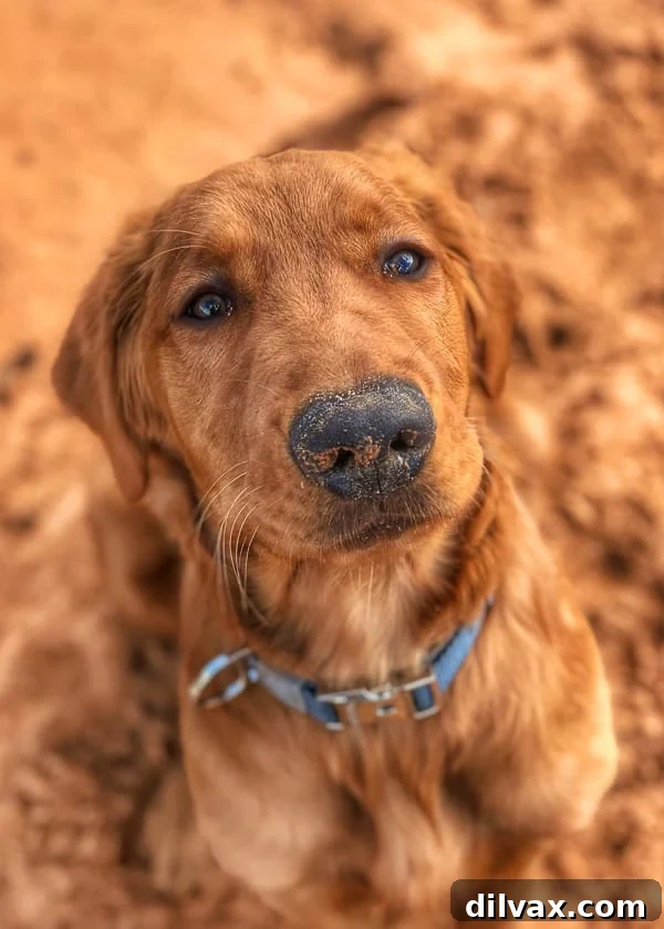 Furry Friend Friday: Pawsitively Perfect Southern Utah Adventures 3 Logan the Golden Dog enjoying the Yellow Knolls Trail in St. George, UT, a prime dog-friendly hiking destination.
