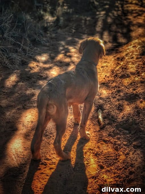 Furry Friend Friday: Pawsitively Perfect Southern Utah Adventures 4 Logan the Golden Dog exploring the pet-friendly trails of Kodachrome Basin State Park, UT.