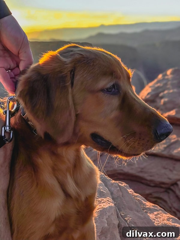 Southern Utah's Dog Friendly Fridays with Furry Friends 6 Logan the Golden Dog gazing out at the vast, stunning landscape of Horseshoe Bend, a perfect example of shared adventure with pets.