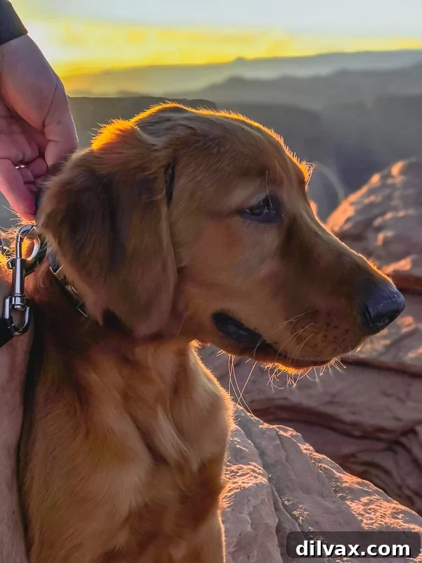 Furry Friend Friday: Pawsitively Perfect Southern Utah Adventures 6 Logan the Golden Dog enjoying the views at Horseshoe Bend, a perfect pet-friendly stop.