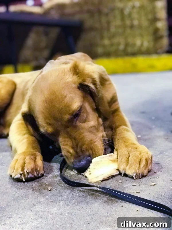 Furry Friend Friday: Pawsitively Perfect Southern Utah Adventures 7 Logan the Golden Dog enjoying a pork bone at Big John's Texas Barbecue in Page, AZ, a pet-friendly restaurant.