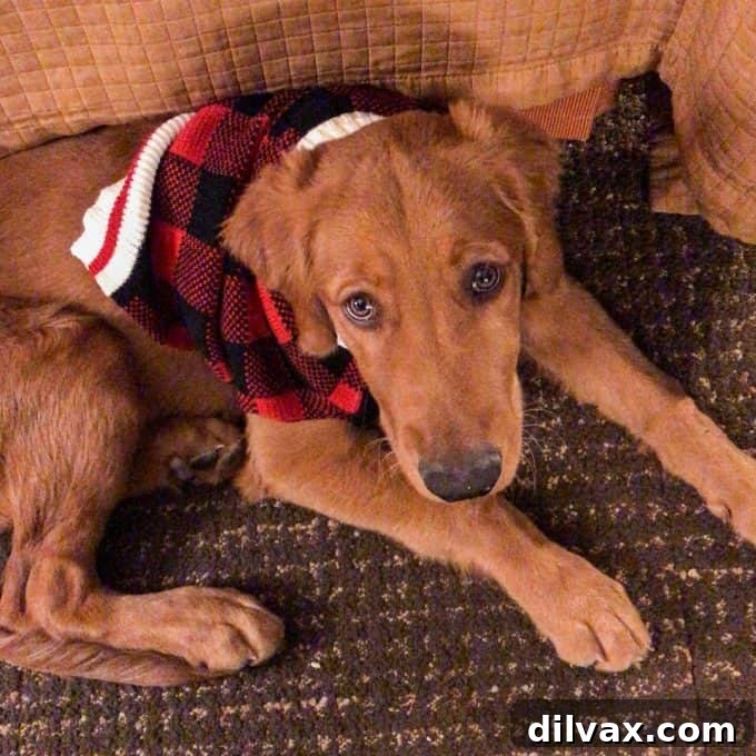 Furry Friend Friday: Pawsitively Perfect Southern Utah Adventures 8 Logan the Golden Dog bundled in a sweater at Ruby's Inn Bryce Canyon, enduring the chilly Utah weather.