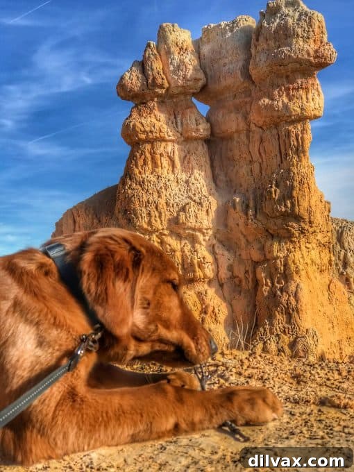 Southern Utah's Dog Friendly Fridays with Furry Friends 9 Logan the Golden Dog posing confidently at Bryce Canyon National Park, with the dramatic and colorful hoodoos in the background, showcasing his adventurous spirit.