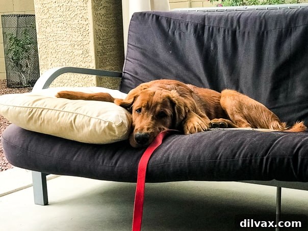 Furry Friend Friday: The Gassy Side of Our Beloved Pups 2 Logan the Golden Retriever puppy relaxing on a cozy futon, looking peaceful.