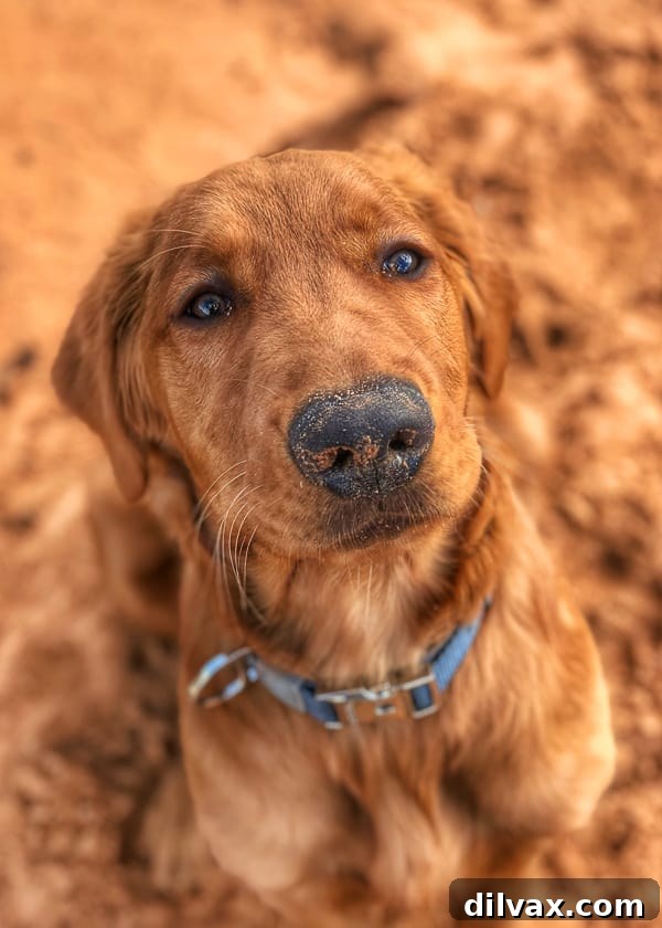 Furry Friend Friday: The Gassy Side of Our Beloved Pups 12 Logan the Golden Retriever enjoying the scenic dog-friendly trails of Southern Utah.
