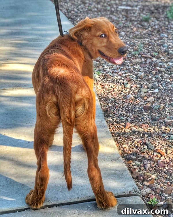 Furry Friend Friday: The Gassy Side of Our Beloved Pups 13 Logan the Golden Retriever looking back over his shoulder, a low-key and calm moment.