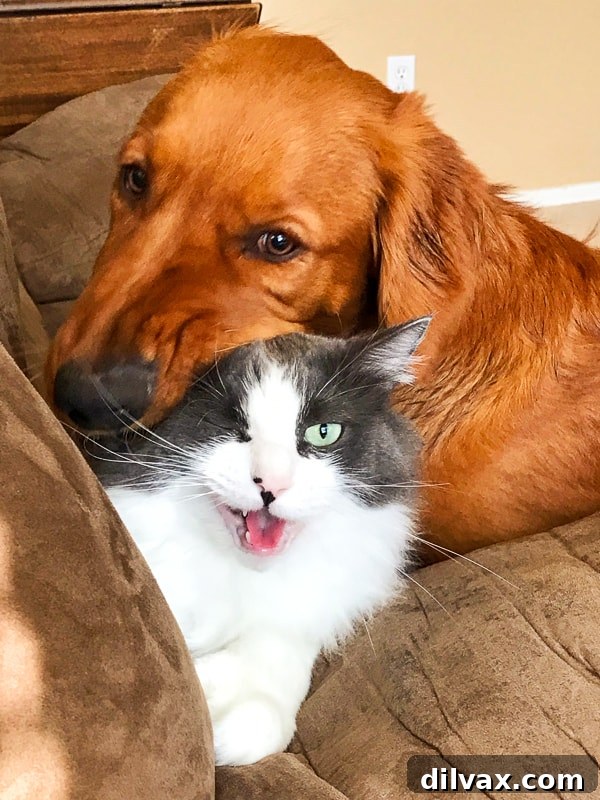 Furry Friend Friday: The Gassy Side of Our Beloved Pups 3 Logan the Golden Retriever gently nudging Winnie the cat, who appears slightly reluctant but tolerating the affection.