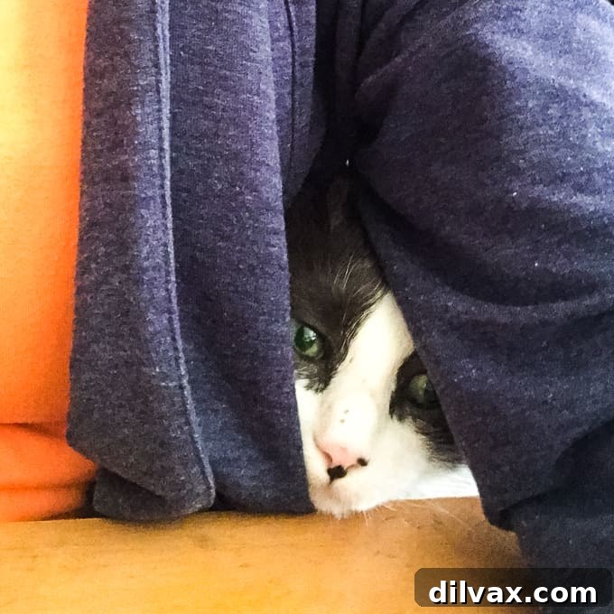 Furry Friend Friday: The Gassy Side of Our Beloved Pups 4 Winnie the cat, looking content and relaxed, possibly enjoying a quiet moment.