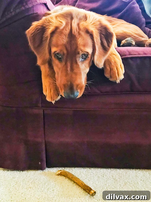 Furry Friend Friday: The Gassy Side of Our Beloved Pups 6 Logan the Golden Retriever puppy lounging on a couch, appearing tired after playtime.
