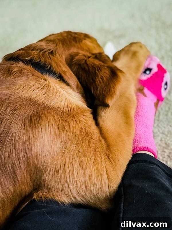 Furry Friend Friday: The Gassy Side of Our Beloved Pups 7 Logan the Golden Retriever puppy happily chewing his bone while snuggling close to his owner.