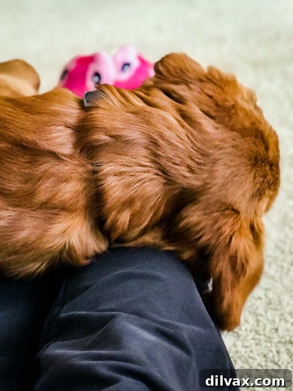Furry Friend Friday: The Gassy Side of Our Beloved Pups 8 Logan the Golden Retriever puppy resting his head affectionately on his owner's legs.
