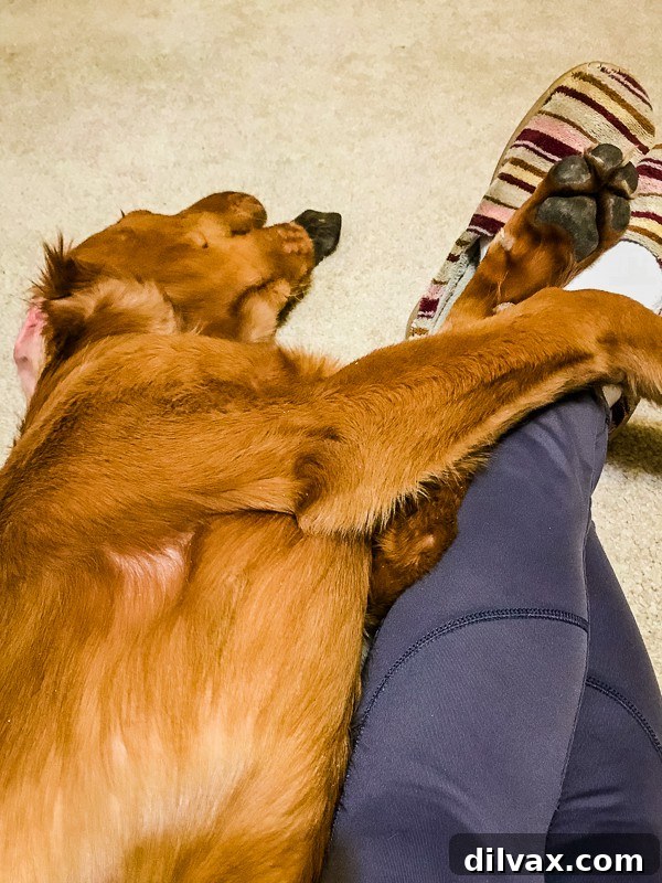 Furry Friend Friday: The Gassy Side of Our Beloved Pups 9 Logan the Golden Retriever puppy lying on his back next to his owner, looking relaxed and comfortable.