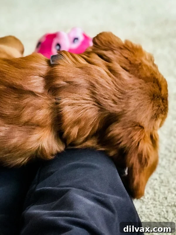 Furry Friend Friday: The Gassy Side of Our Beloved Pups 10 Logan the Golden Retriever puppy resting his head on his owner's legs, looking reflective.