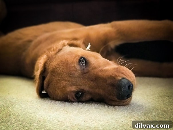 Logan the Golden Dog relaxing peacefully at home, showcasing his calm, angelic side.