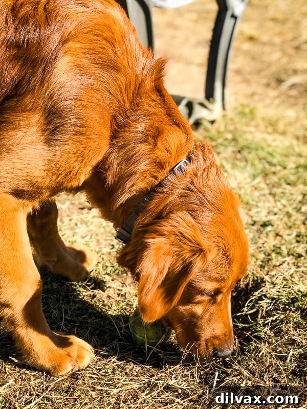 Logan the Golden Dog confidently exploring Grover Basin Dog Park in Phoenix, Arizona.