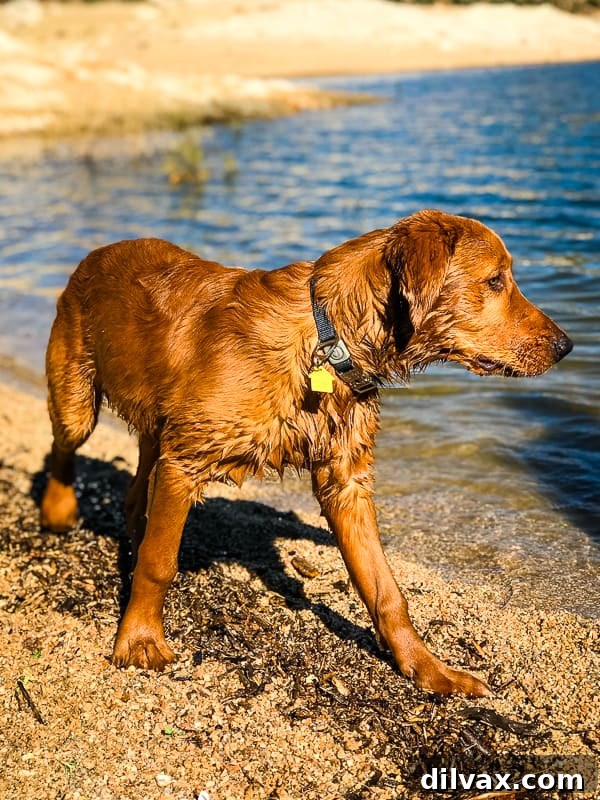 Logan the Golden Dog confidently standing on the sandy beach at Bartlett Reservoir, Arizona, ready for adventure.