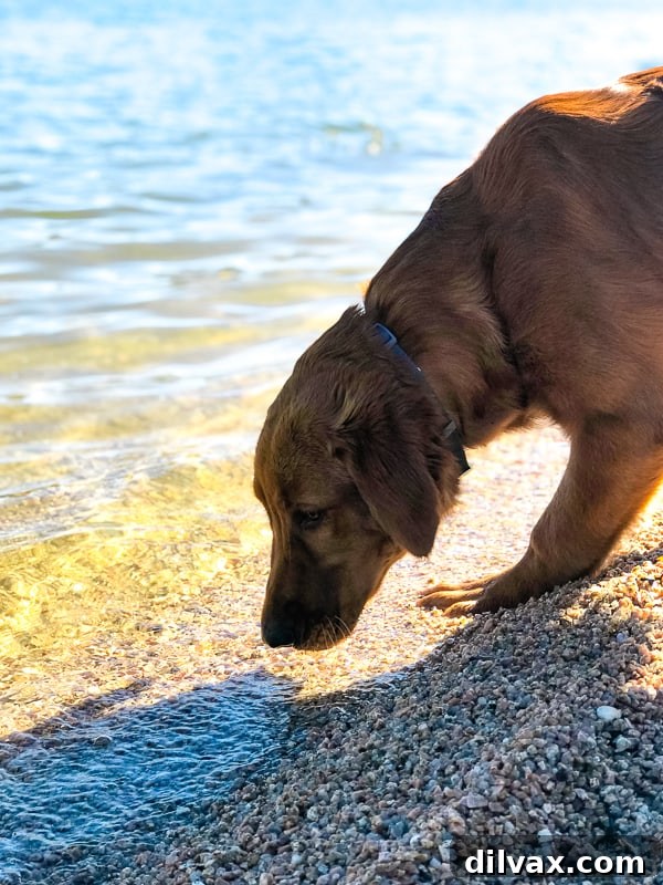 Logan the Golden Dog cautiously sniffing the water's edge at Bartlett Reservoir, Arizona.