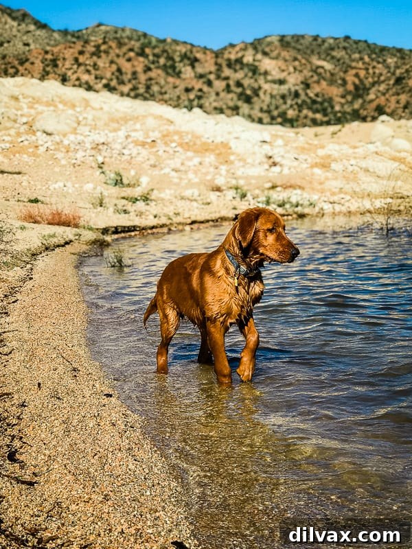 Logan the Golden Dog happily splashing and playing in the cool water at Bartlett Reservoir, Arizona.
