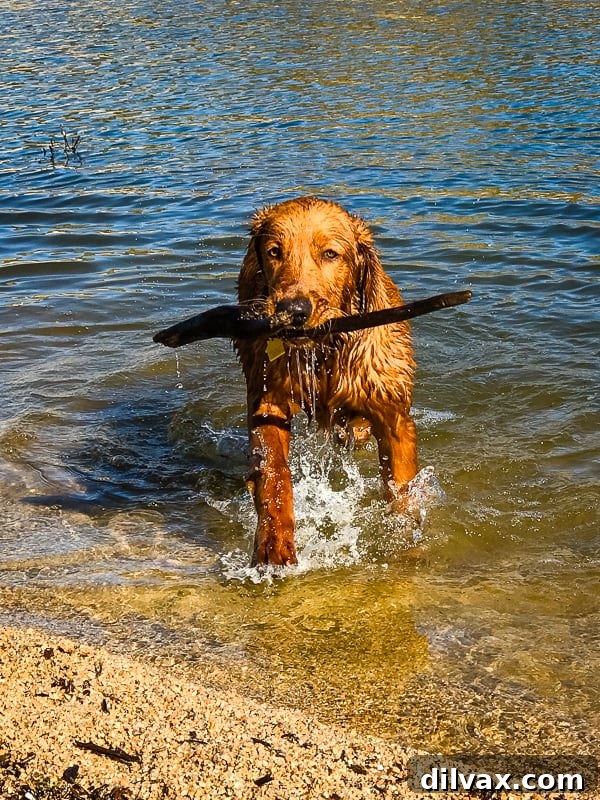 Logan the Golden Dog proudly carrying a large stick on the beach at Bartlett Reservoir, Arizona, after a successful retrieve.
