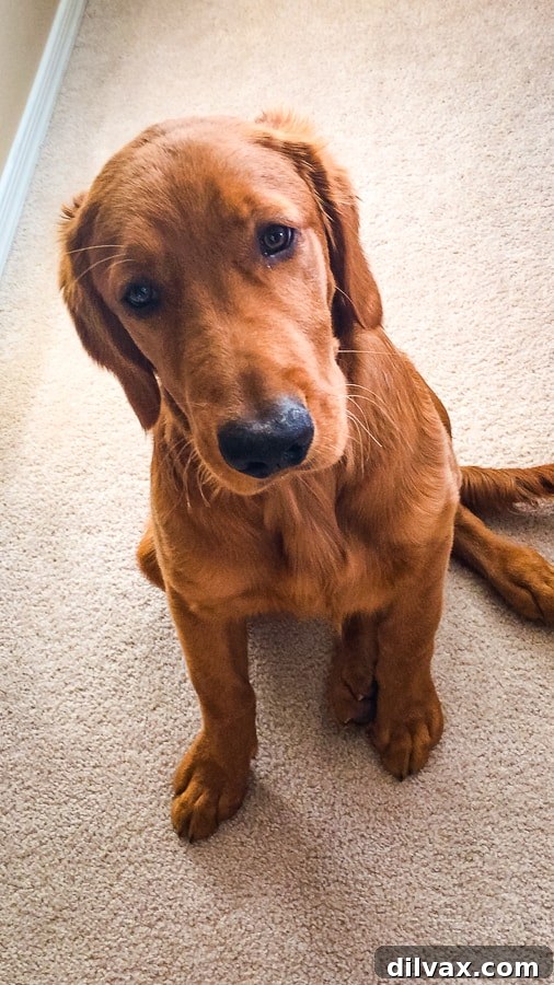 A close-up of Logan the Golden Dog looking sweet and innocent, masking his playful 'Mr. Hyde' side.