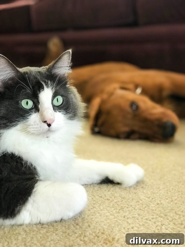Winnie the Cat and Logan the Golden Dog peacefully coexisting, showcasing Logan's capacity for calm with other pets.