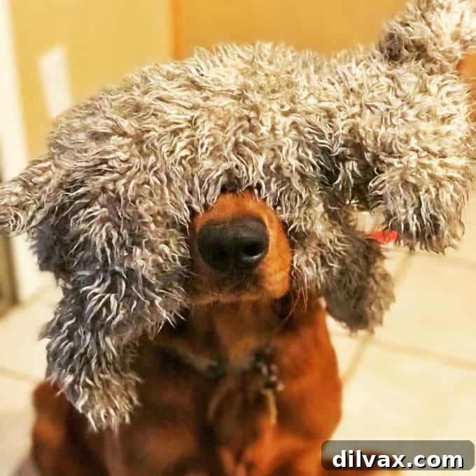 Furry Friend Friday Family 3 Logan the Golden Retriever looking adorable with a plush toy perched on his head, showcasing his patient and playful nature.