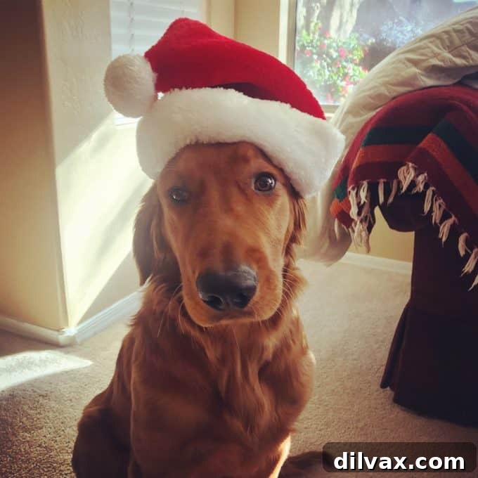Furry Friend Friday Family 4 Logan the Golden Retriever proudly sporting a festive Santa hat, ready for the holiday celebrations.