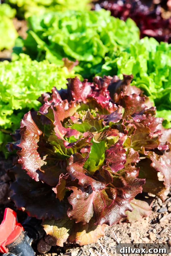 A perfectly formed head of lettuce thriving at Steadfast Farm, Mesa, AZ.