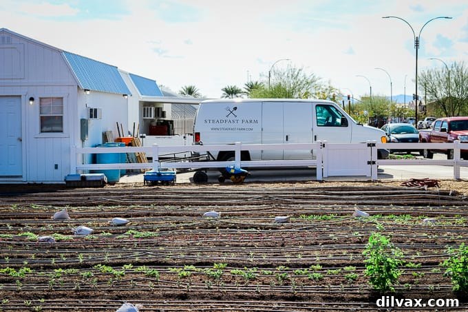 A vibrant flower field and delivery trucks at Steadfast Farm, Mesa, AZ, showcasing the farm's aesthetics and operational side.