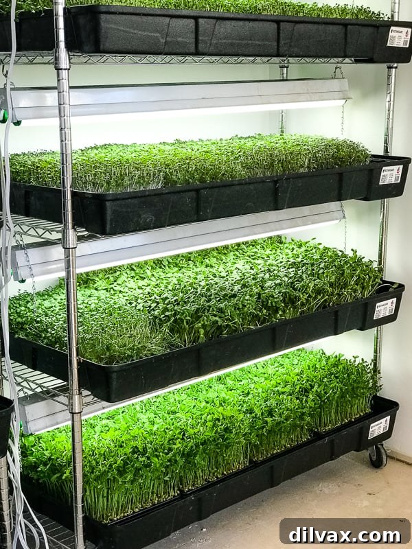 Assorted Micro-Greens thriving under controlled conditions at Steadfast Farm in Mesa, AZ.