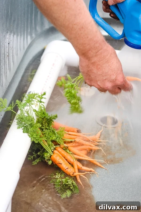 Workers diligently washing freshly harvested carrots at Steadfast Farm, Mesa, AZ.