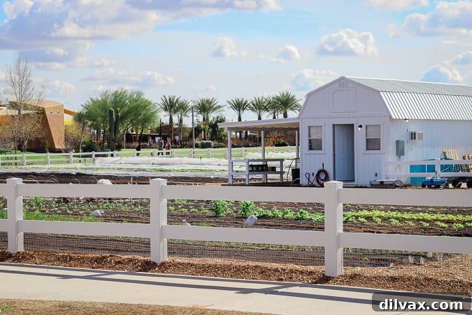 Lush fields stretching across Steadfast Farm, Mesa, AZ, showcasing the farm's productive land.