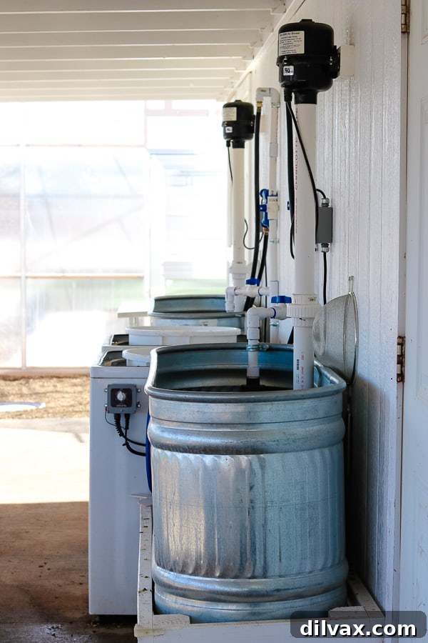 The innovative wash basin system at Steadfast Farm, Mesa, AZ, repurposing horse troughs for produce cleaning.