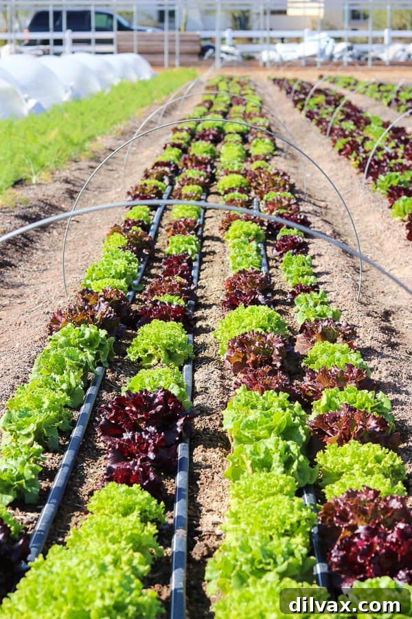 Thriving rows of lettuce growing under efficient irrigation at Steadfast Farm, Mesa, AZ.