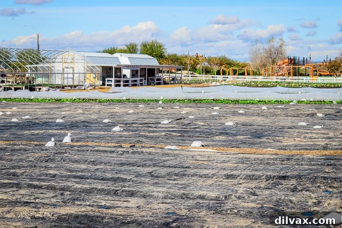 Preparing the fields and the protective sheds at Steadfast Farm, Mesa, AZ.