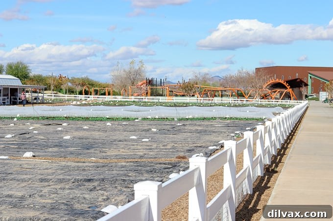 A vibrant field at Steadfast Farm, Mesa, AZ, stretching under the Arizona sky.