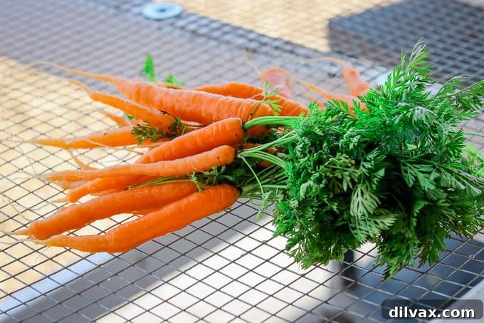 Freshly harvested carrots neatly arranged on a drying rack at Steadfast Farm, Mesa, AZ.