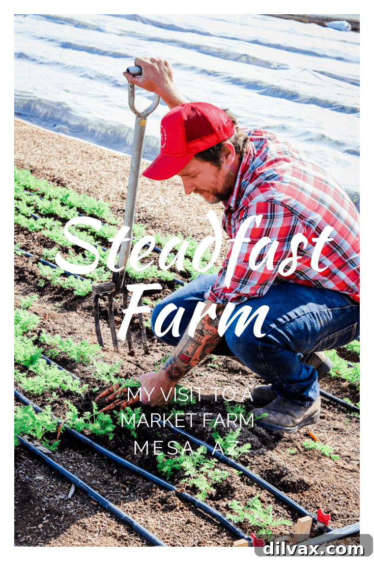 Erich Schultz, owner of Steadfast Farm in Mesa, AZ, skillfully harvesting carrots.