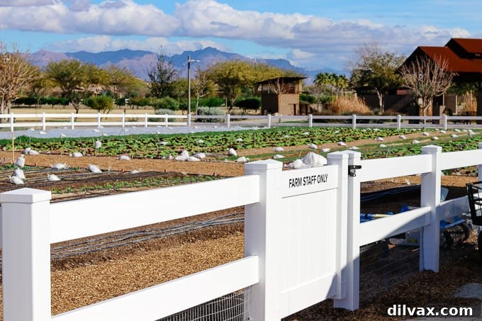Mountain views framing the fields at Steadfast Farm, Mesa, AZ.