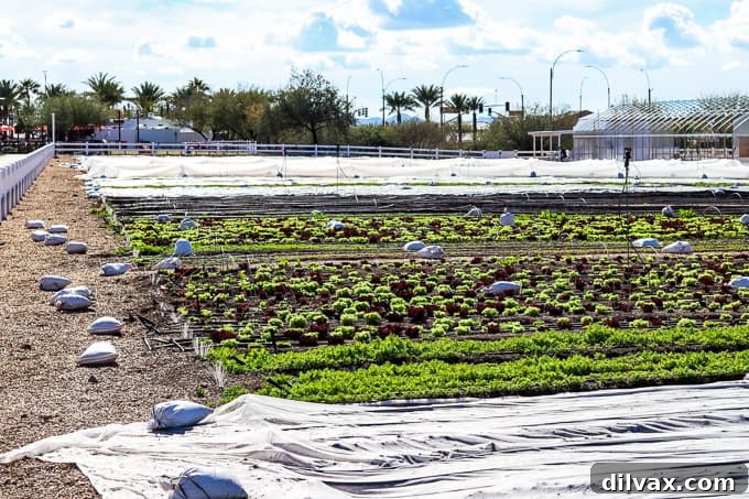 Rows of vibrant lettuce and carrots flourishing at Steadfast Farm, Mesa, AZ.