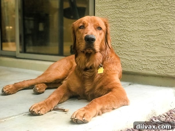 Furry Friend Friday: Closer Hearts, Happier Paws 2 Logan the Golden Dog at home in Arizona, looking relaxed and happy.