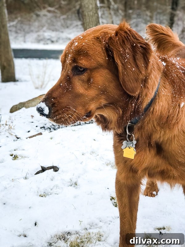 Furry Friend Friday: Closer Hearts, Happier Paws 11 Logan the Golden Dog joyfully experiences his first significant snow in Rhode Island, playing in the yard.