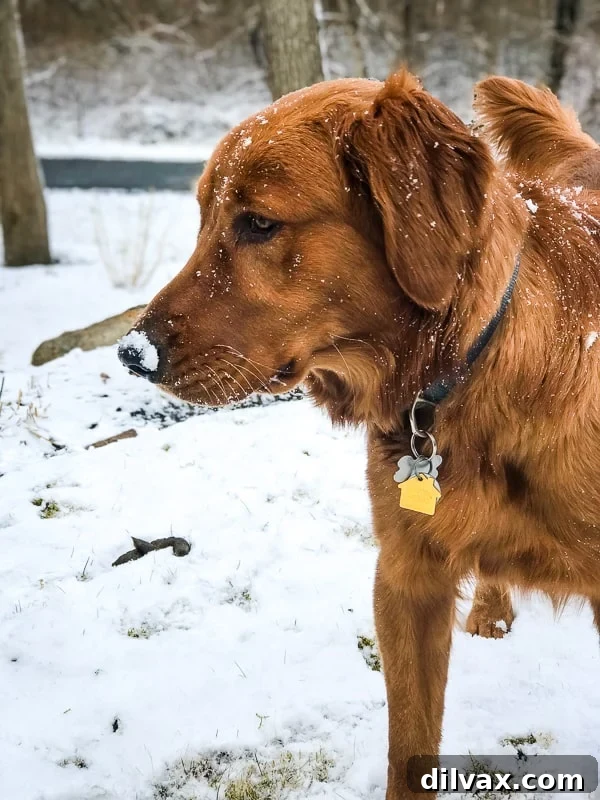 Furry Friday: Pawsitively Pining 11 Logan the Golden Dog experiencing and joyfully playing in his very first Rhode Island snow, performing enthusiastic 'zoomies' in the yard.
