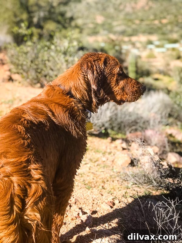 Furry Friend Friday: Closer Hearts, Happier Paws 13 Logan the Golden Dog looking majestic at Bartlett Reservoir, AZ.