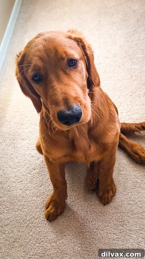 Furry Friend Friday: Closer Hearts, Happier Paws 14 Logan the Golden Dog in a playful pose, full of energy.