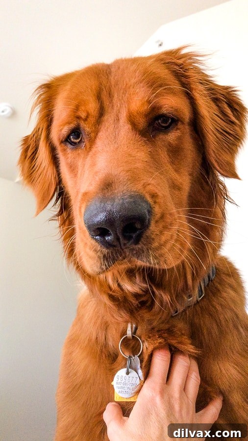 Furry Friend Friday: Closer Hearts, Happier Paws 4 Logan the Golden Dog looking curious and ready for adventure.