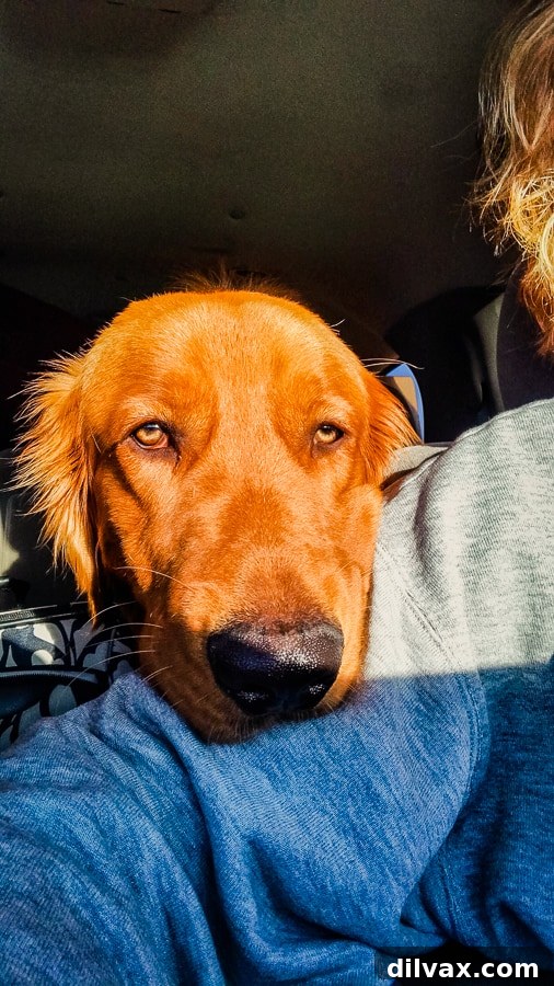 Furry Friend Friday: Closer Hearts, Happier Paws 7 Logan the Golden Dog looking intently from the car window during a moving road trip cross country.