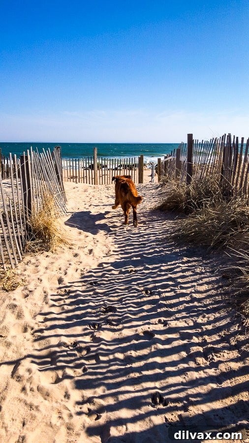 Furry Friend Friday: Closer Hearts, Happier Paws 9 Logan the Golden Dog at Quonochontaug Beach in Charlestown, RI, observing the ocean with curiosity.